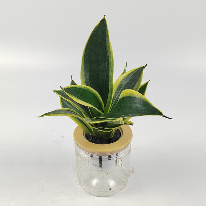 Sansevieria P110 (Hydroponic Pot)