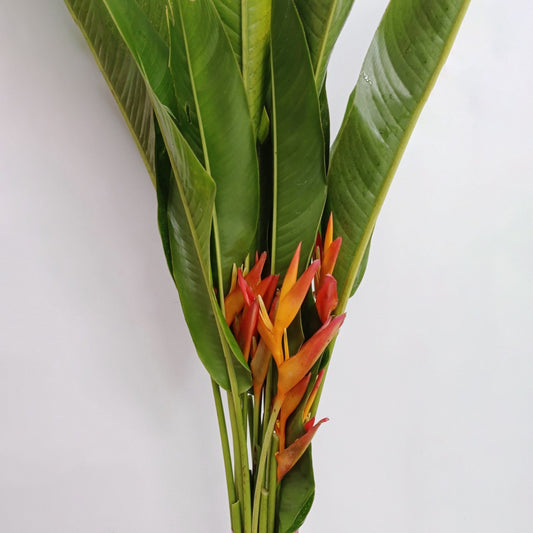 Super Heliconia - Orange [5 Stems]