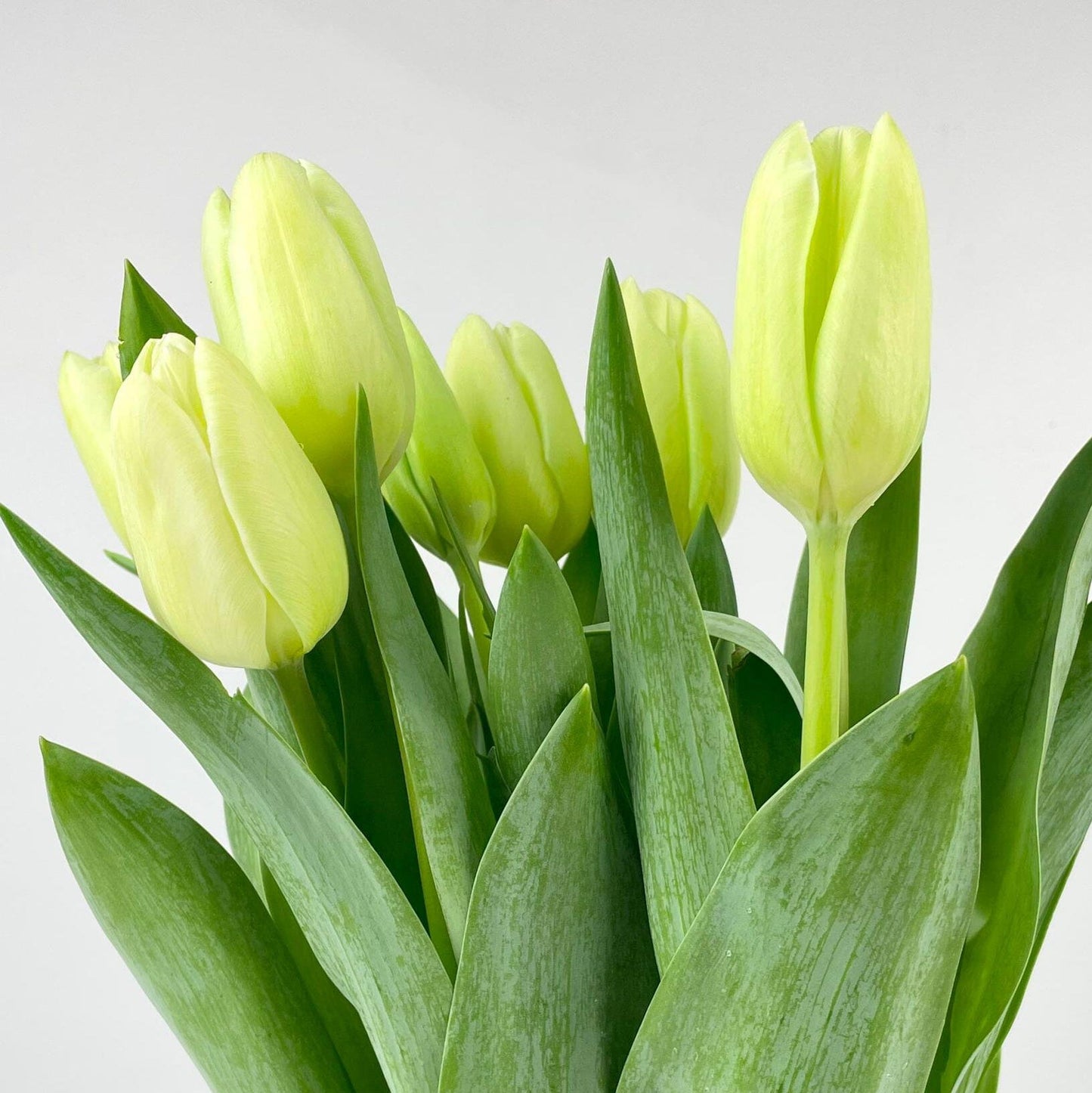 Tulip - Light Green