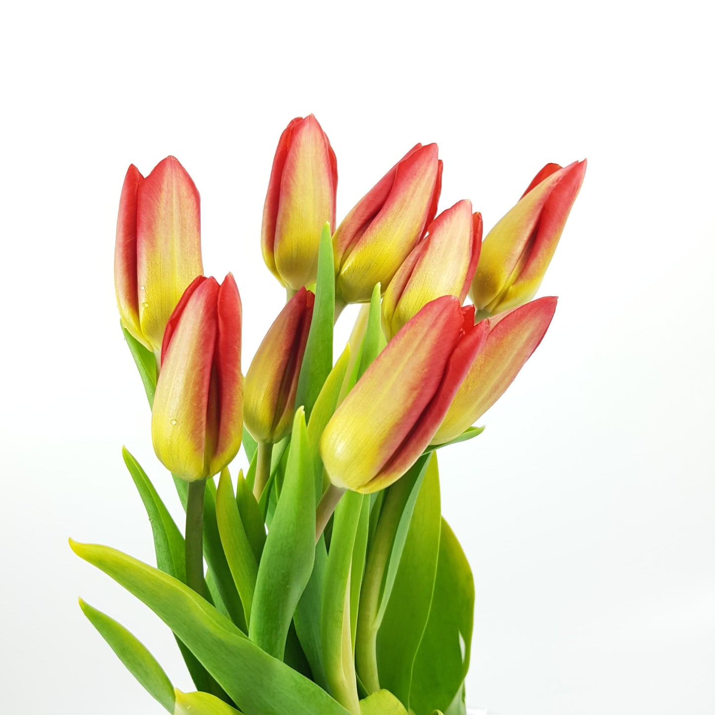 Tulip - 2 Tone Red Orange