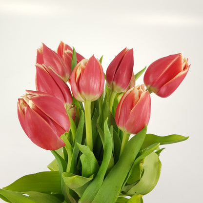 Tulip Double - 2 Tone Red