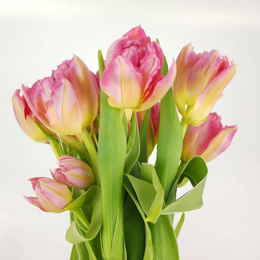 Tulip Double - 2 Tone Pink