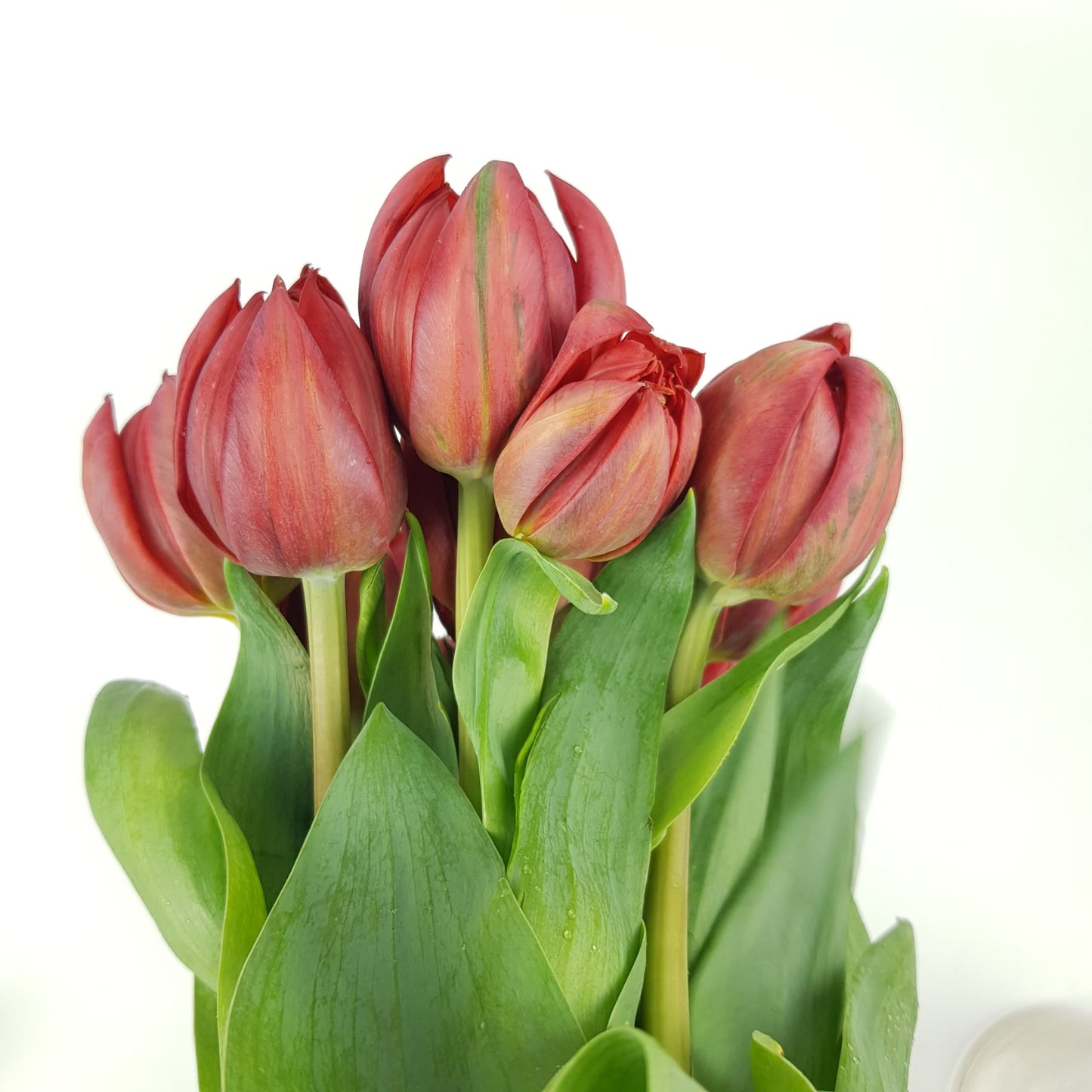 Tulip Double - Red