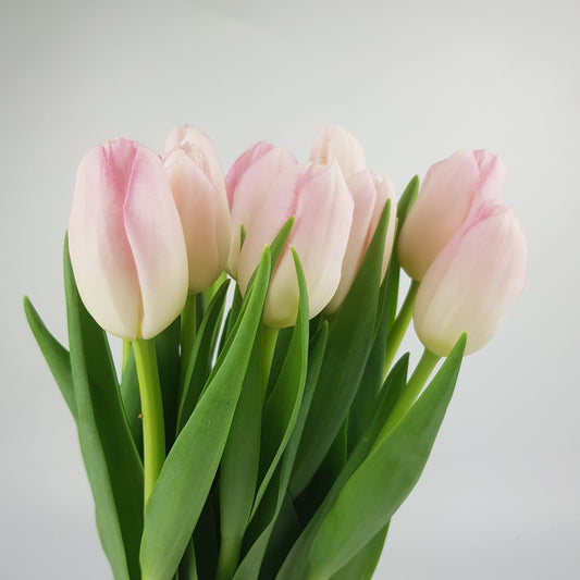 Tulip - Light Pink