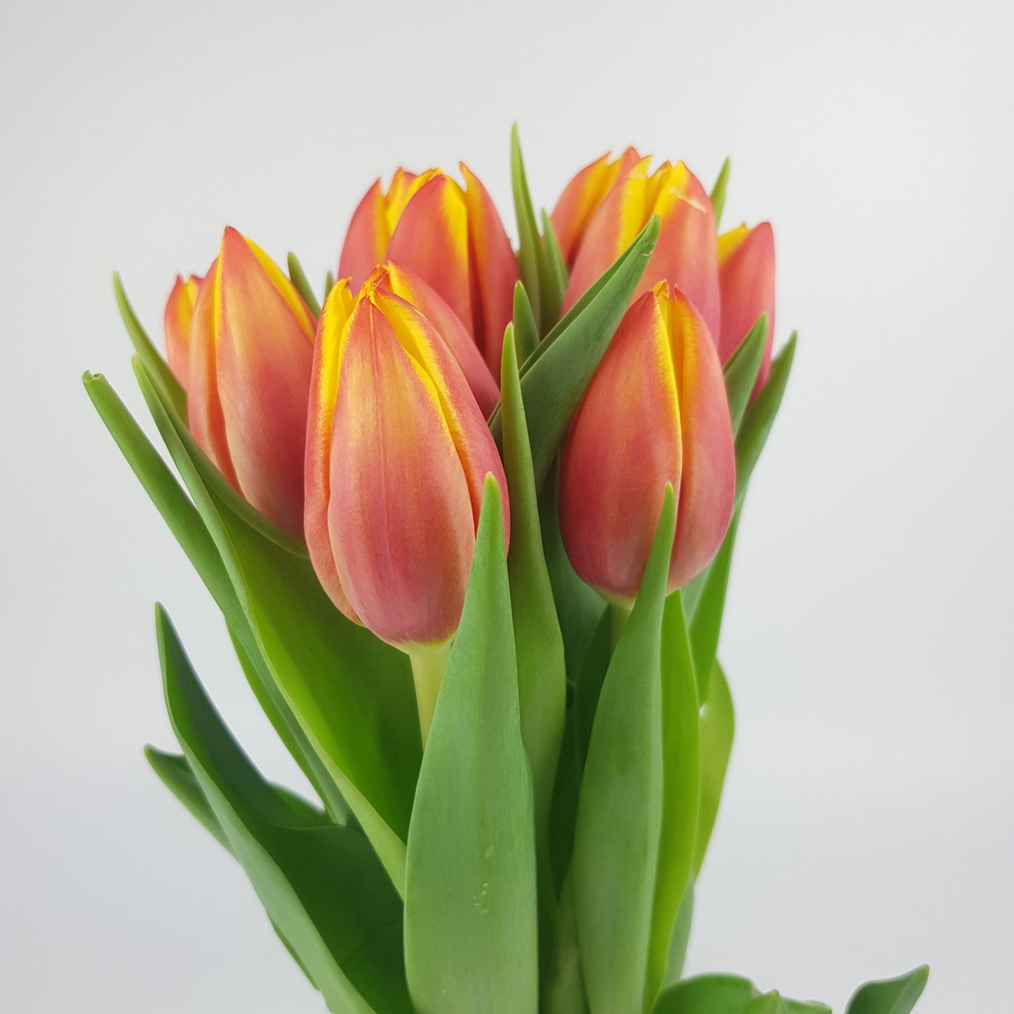 Tulip - 2 Tone Orange