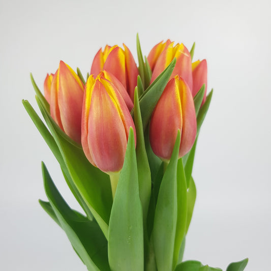 Tulip - 2 Tone Orange