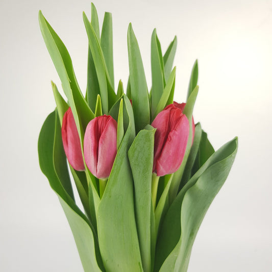 Tulip - Red