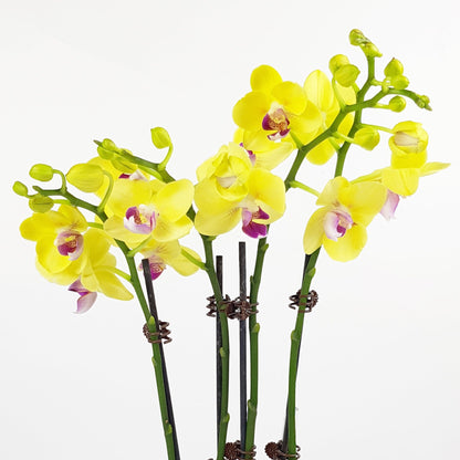 Phalaenopsis - Yellow [2* Double Stem Plants]