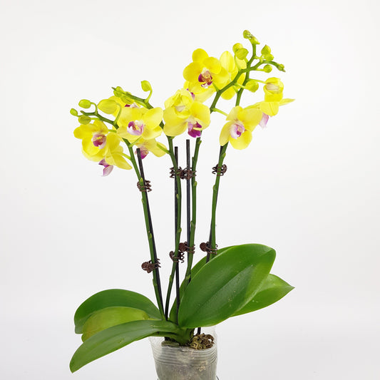 Phalaenopsis - Yellow [2* Double Stem Plants]