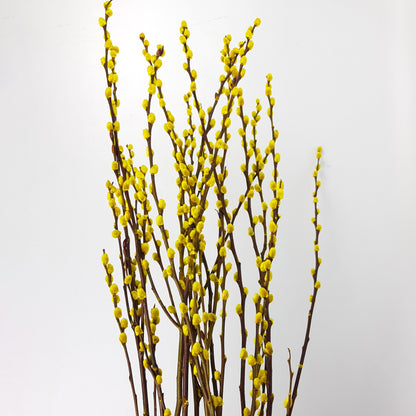 Pussy Willow Spray 5Ft - Yellow (9-10 Stalks)