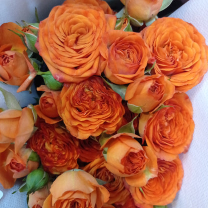 Spray Rose - Orange