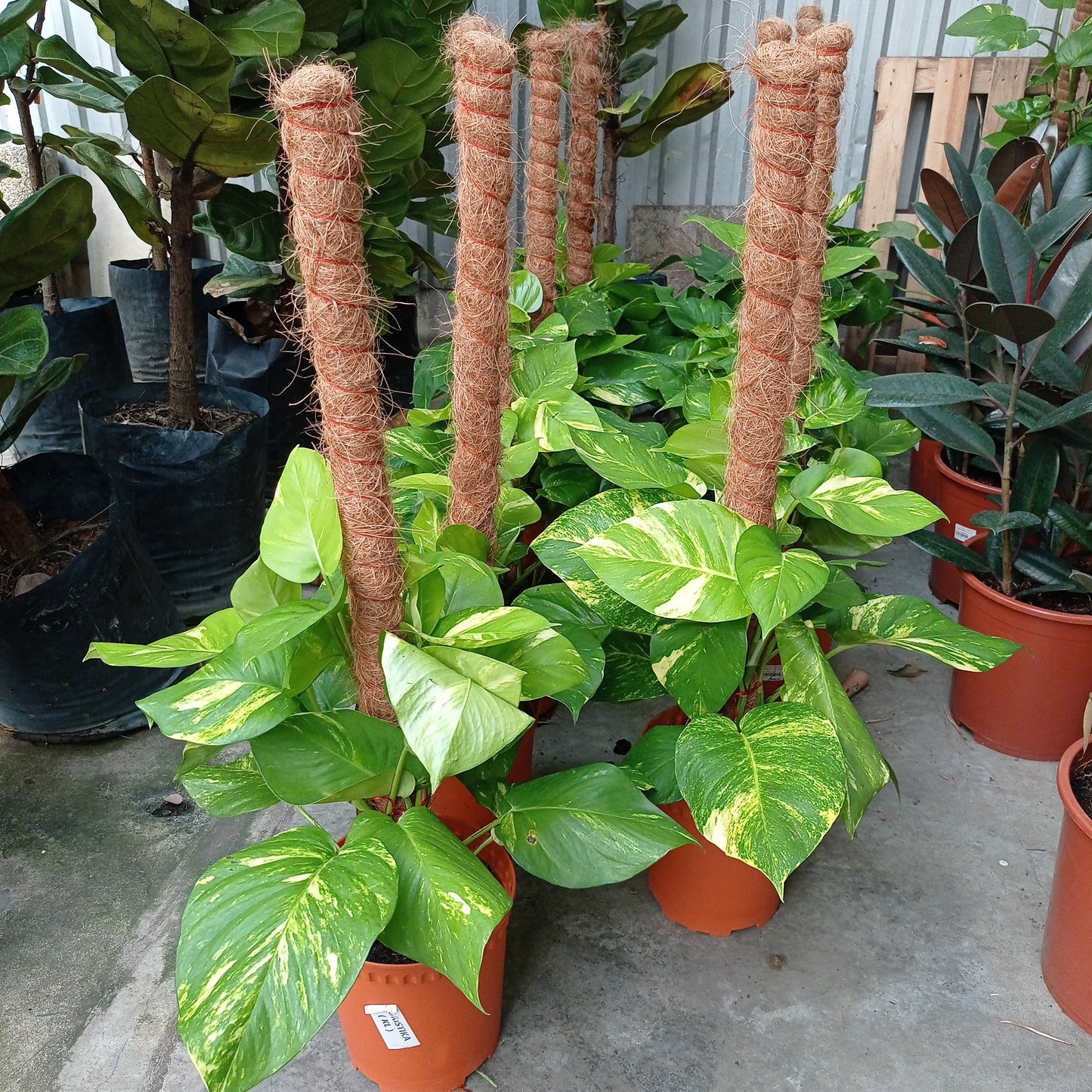 Pot Money Plant 1M P240  - 2 Tone Green