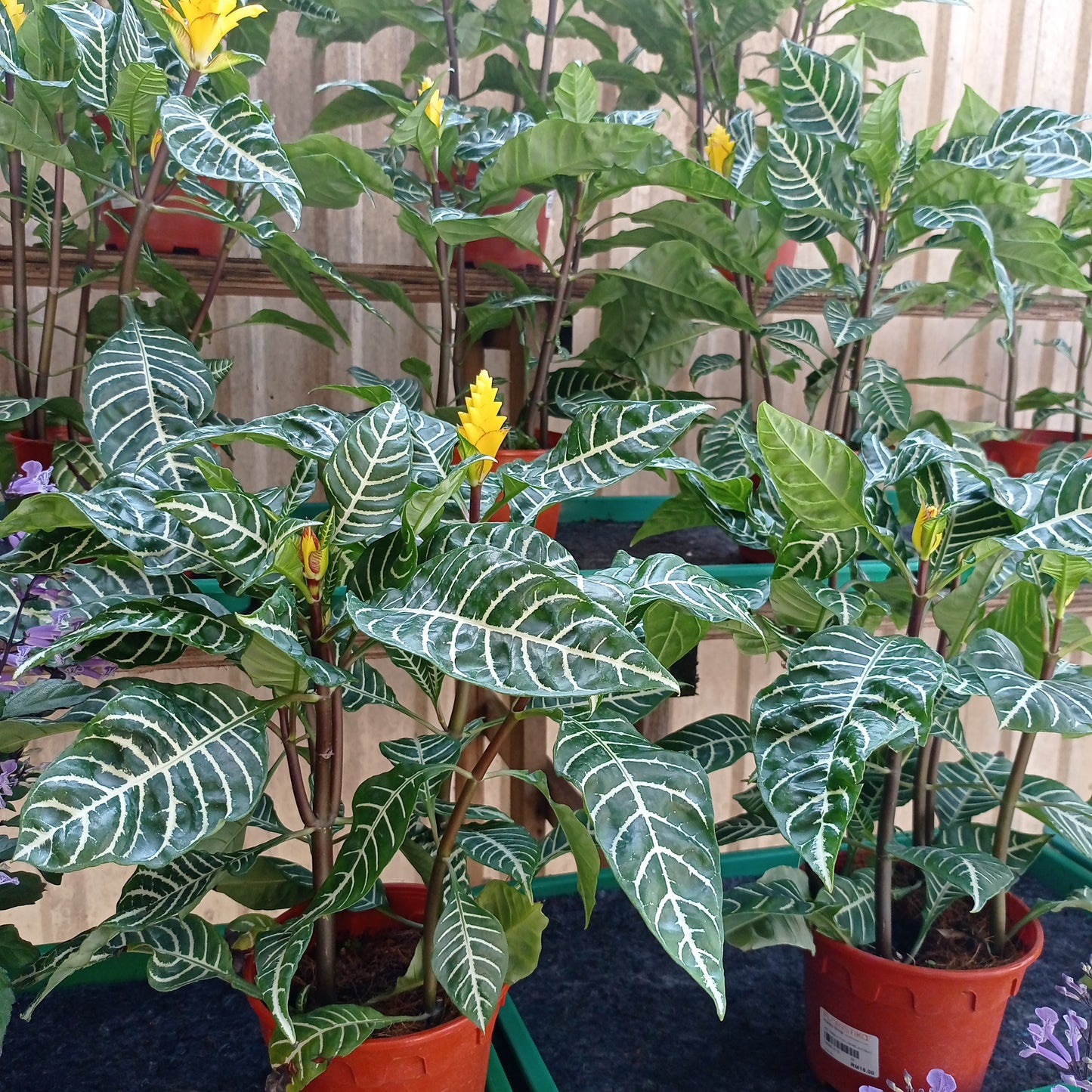 Pot Zebra P150 Aphelandra (Local)