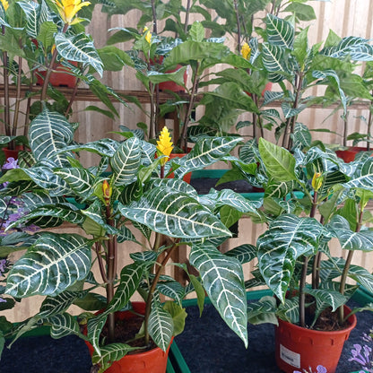 Pot Zebra P150 Aphelandra (Local)