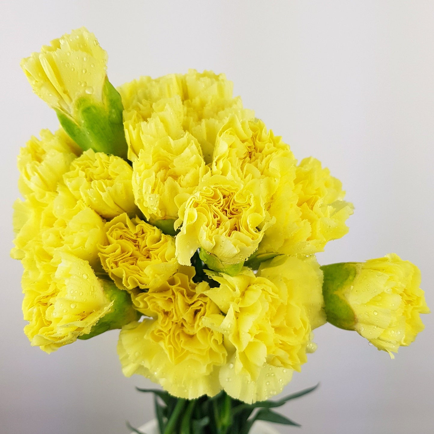 Carnations - Yellow