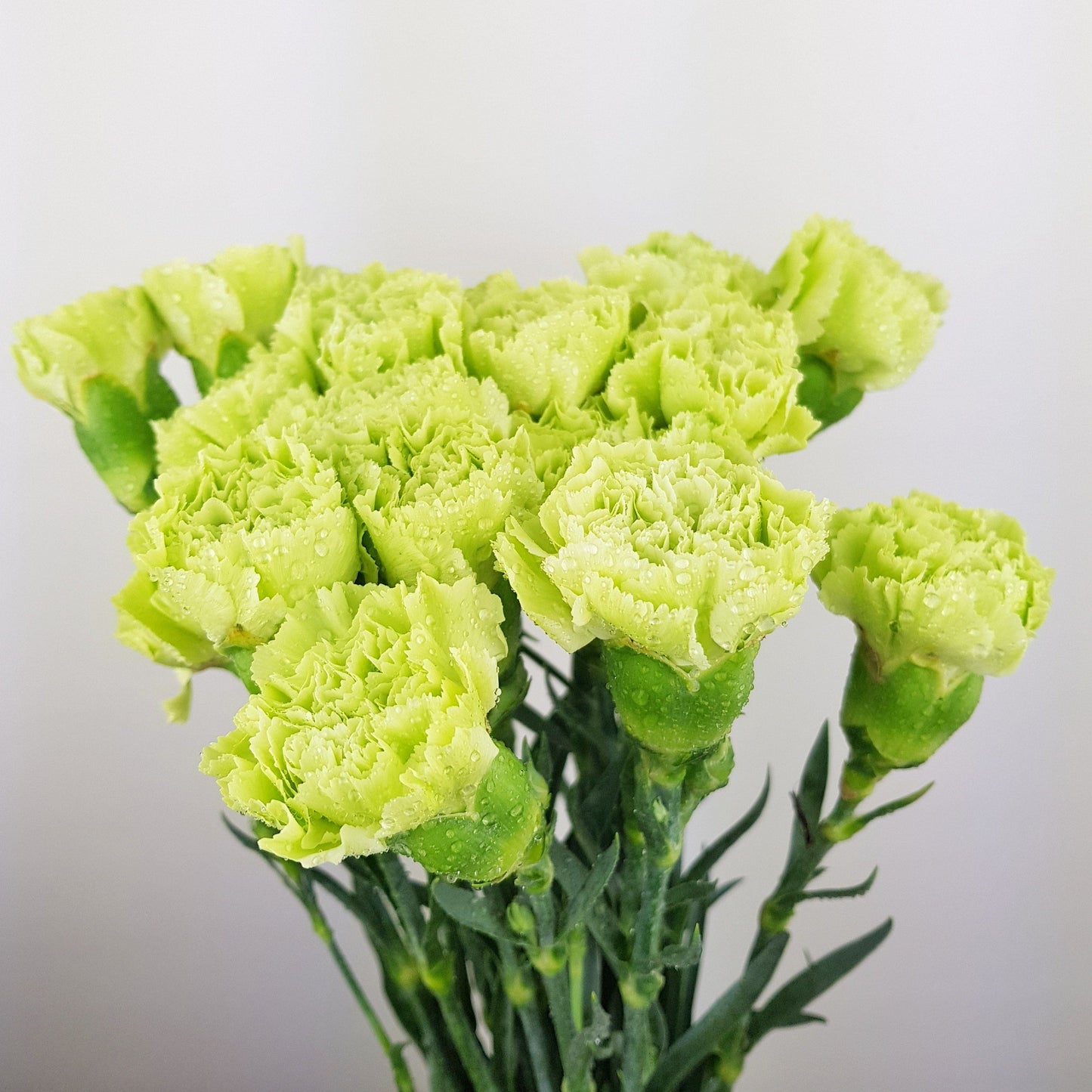 Carnation - Green