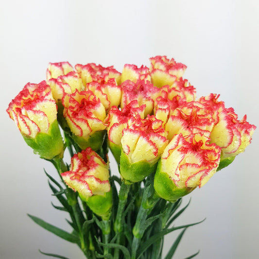 Carnation - 2 Tone Yellow Orange