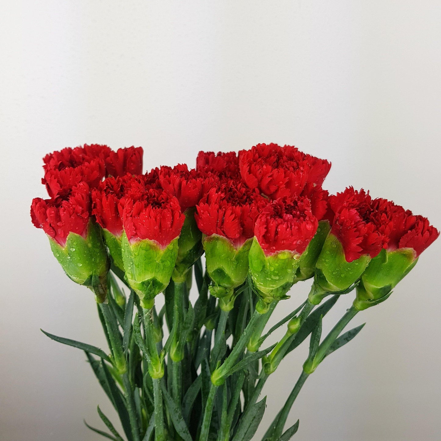 Carnations - Red