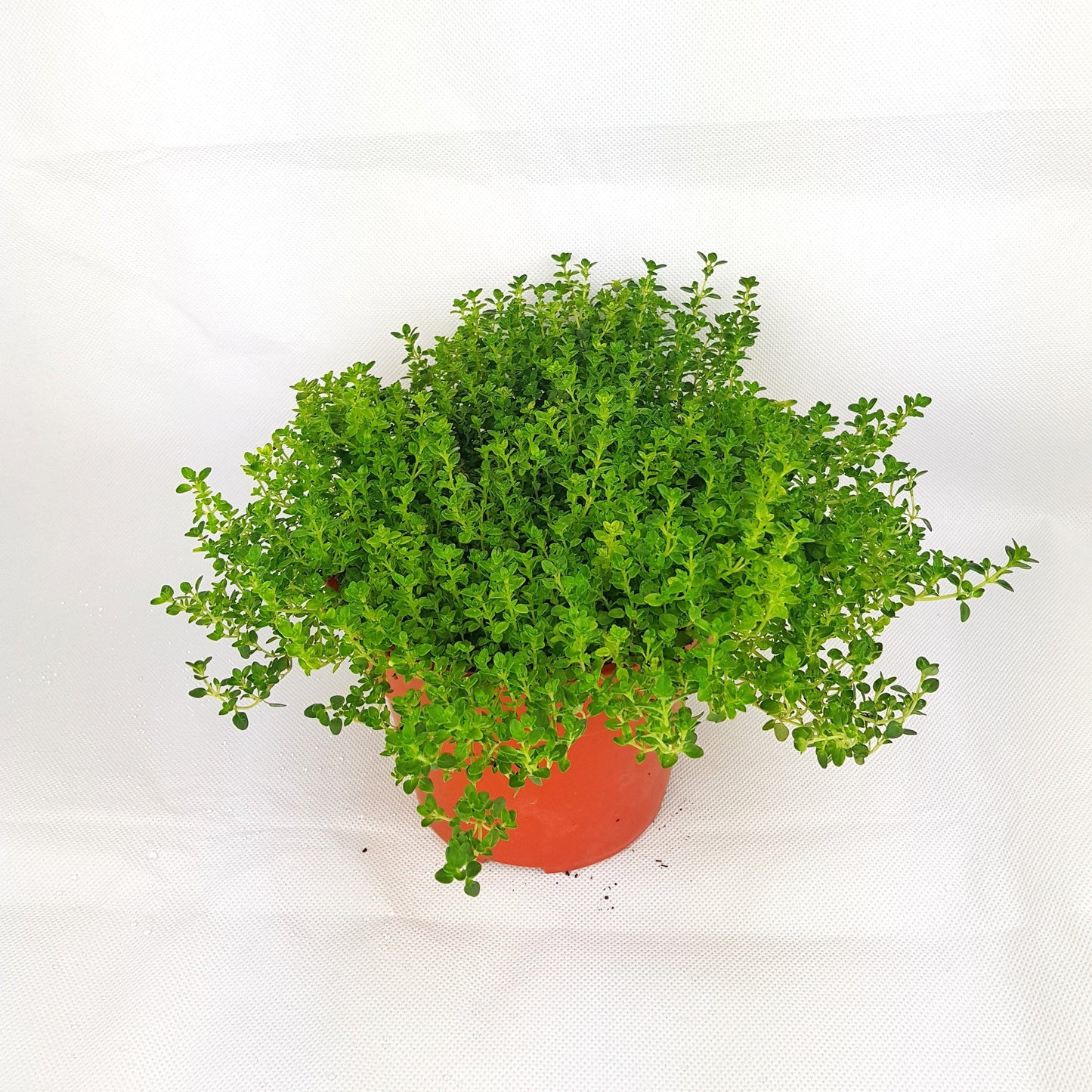 Pot Thyme  - Green