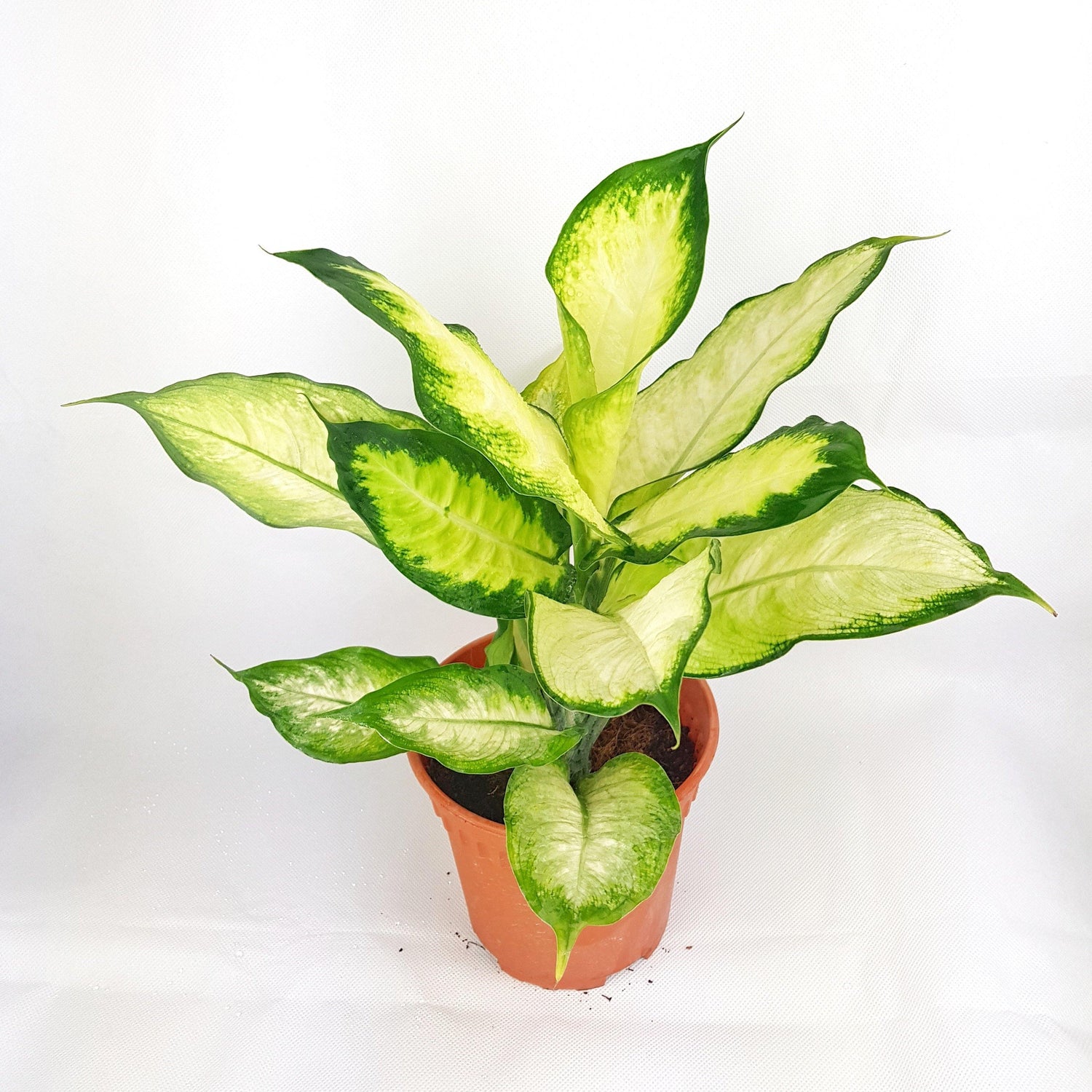 Dieffenbachia | Floristika Bangsar