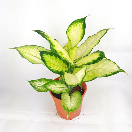 Dieffenbachia | Floristika Bangsar