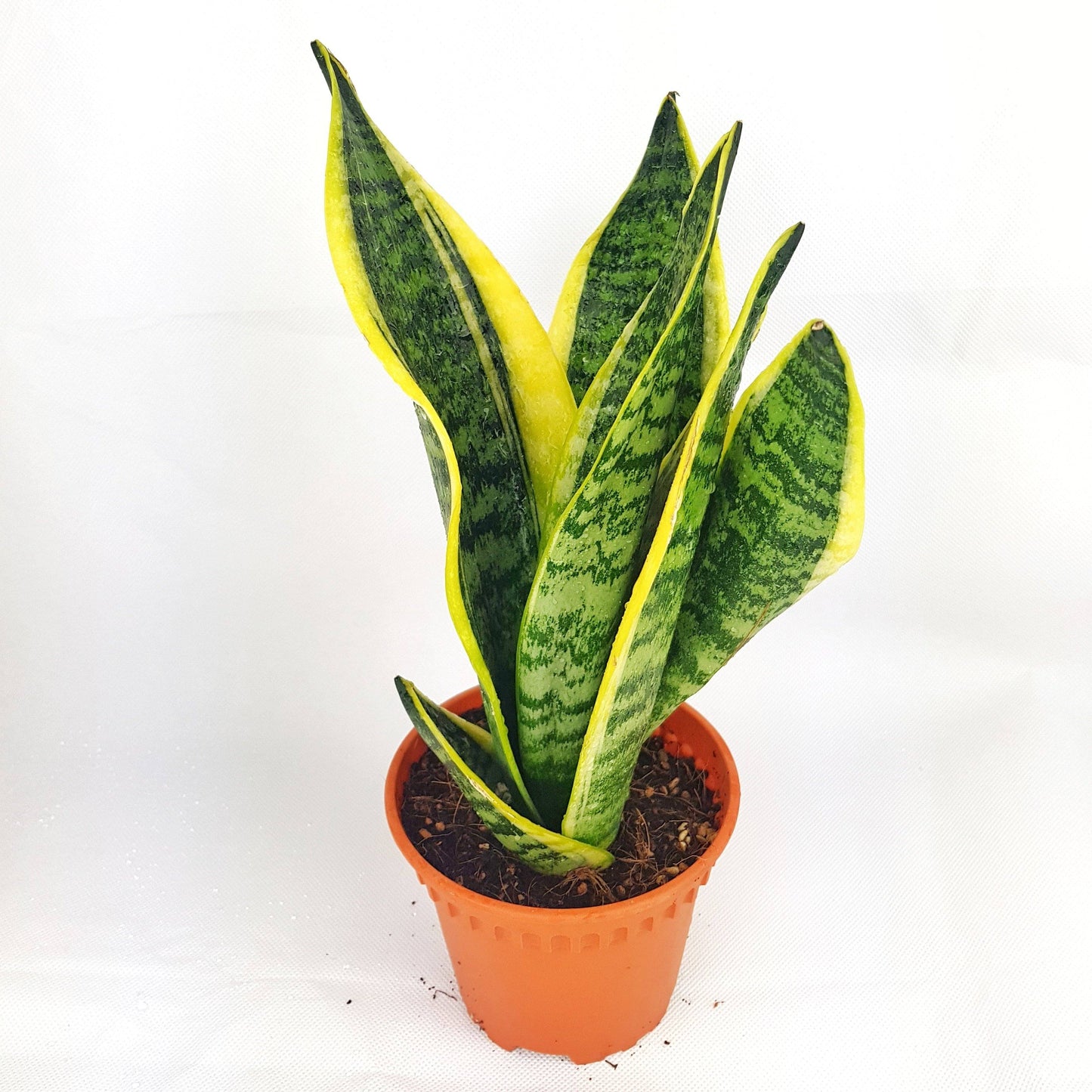 Sansevieria Laurentii (P140)