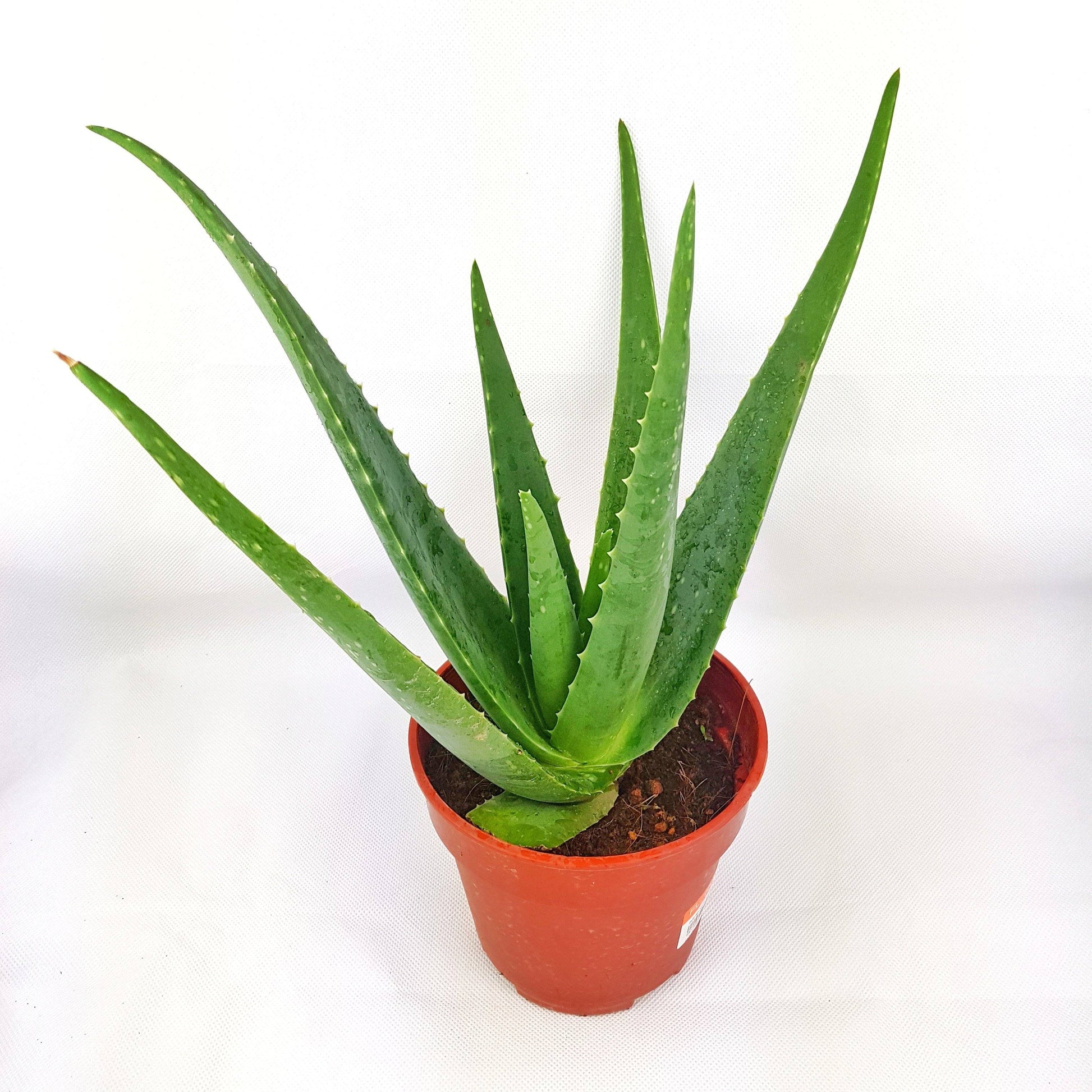 Aloe Vera | Floristika.com.my