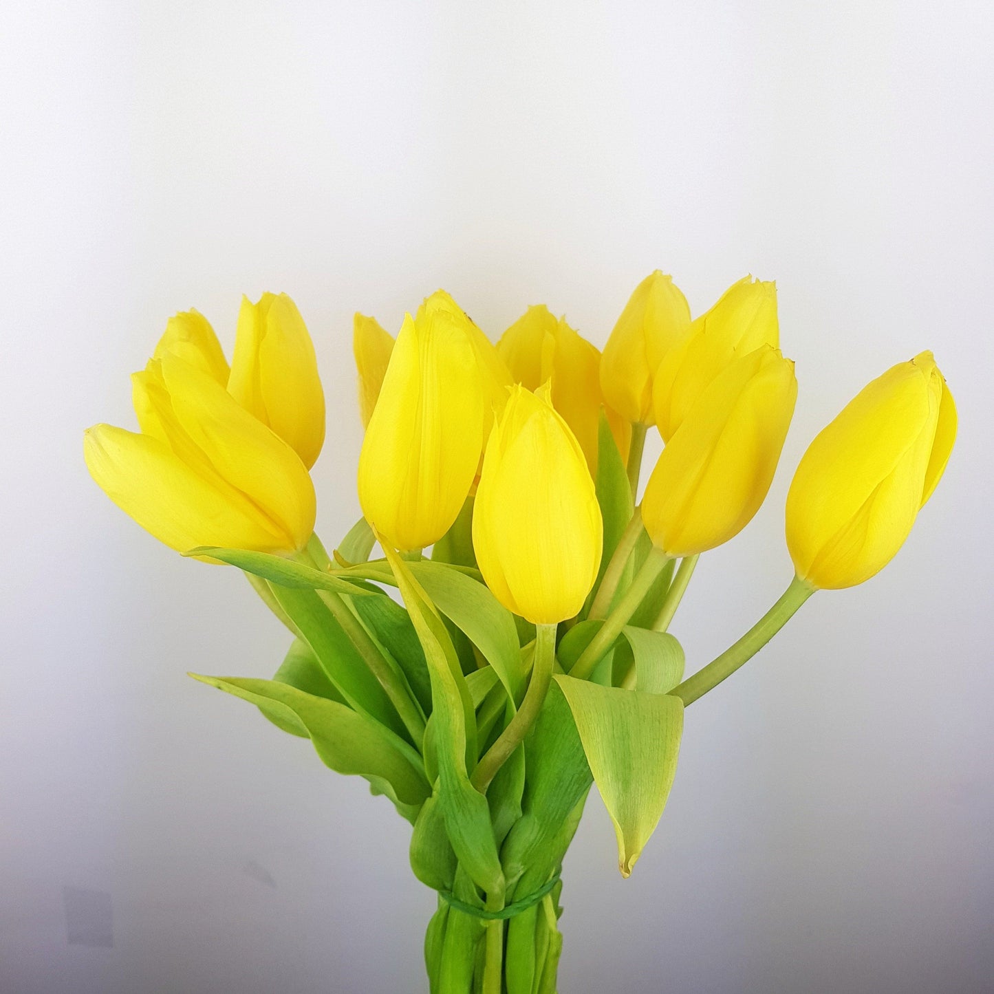 Tulip - Yellow