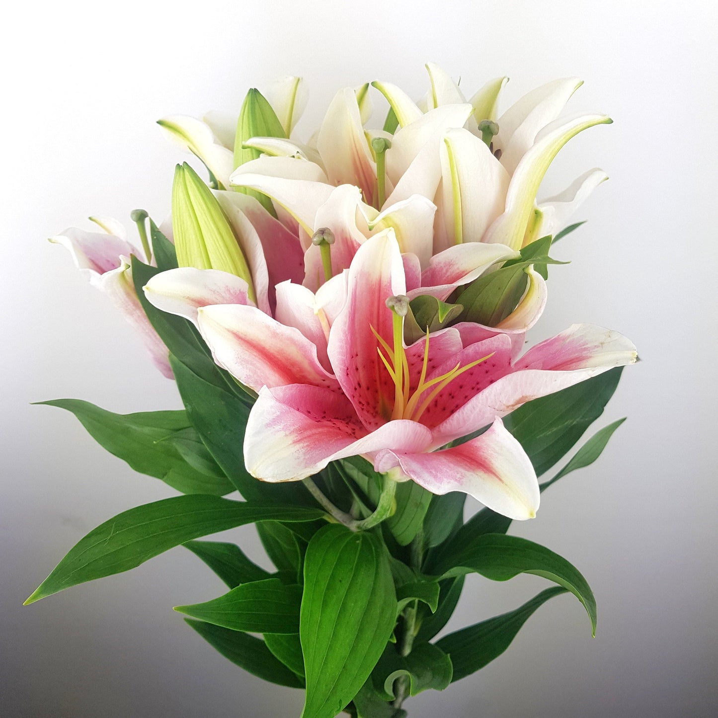 Lily - Sorbonne Light Pink