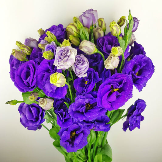 Eustoma - Purple (600g)