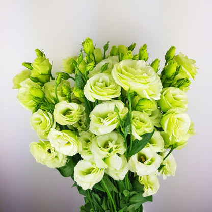 Fully Bloom Eustoma - Mix [Clearance Stock]