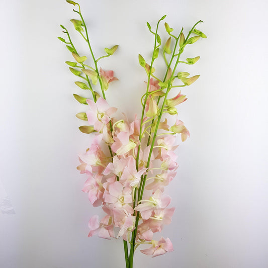 Orchid - Light Pink (5 Stems)