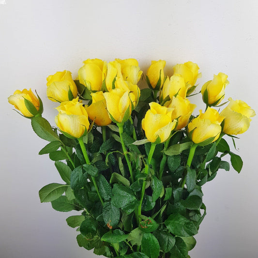 Rose - Corona Yellow (10 Stems)