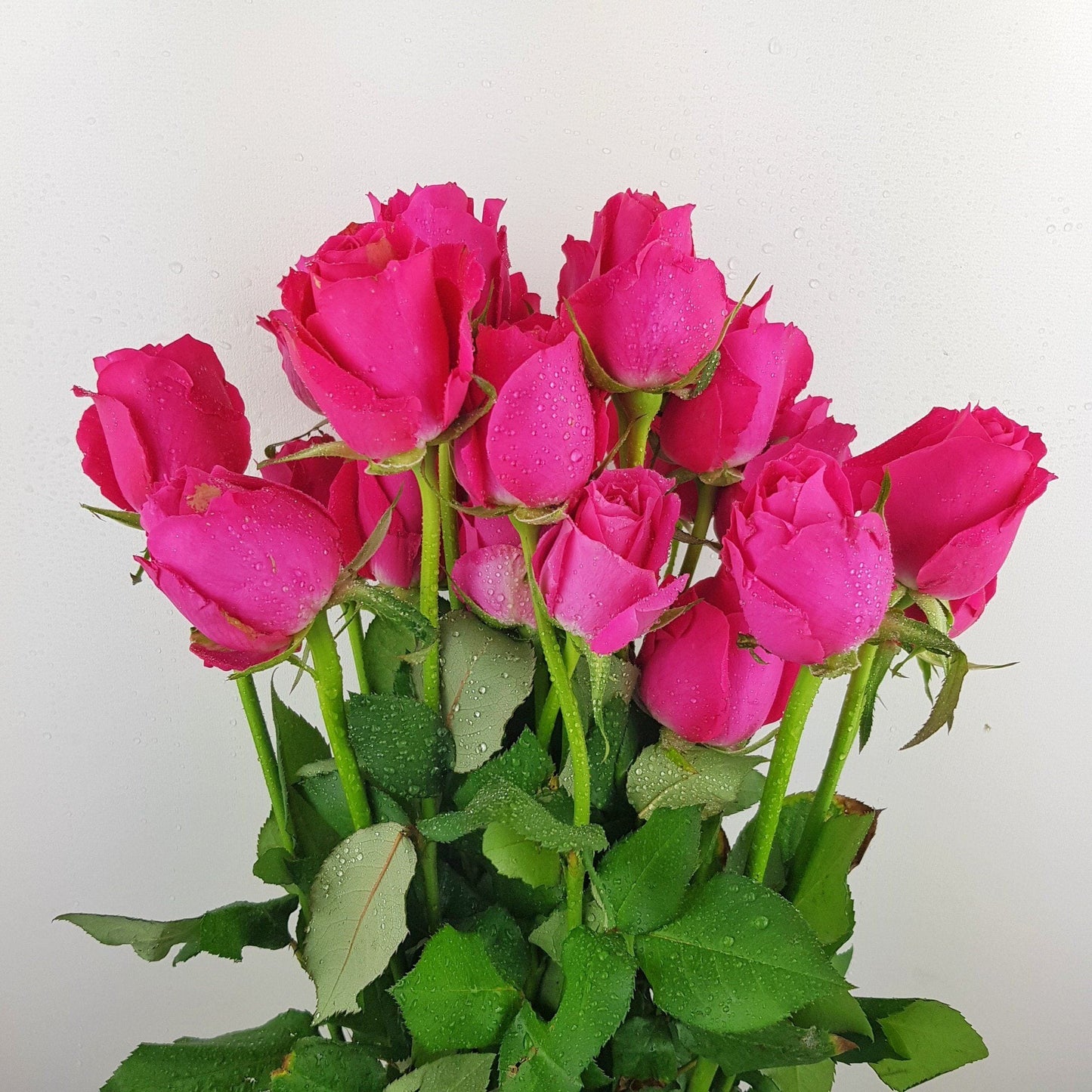 Rose - Shocking Pink (10 Stems)