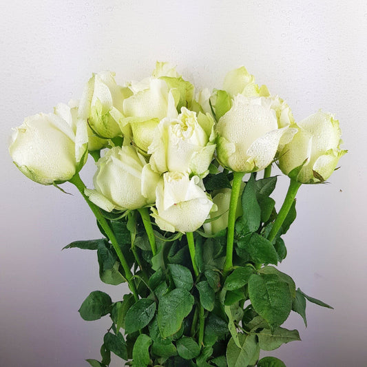 Rose - White with Net (10 Stems)