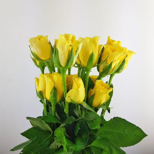 Rose - Yellow