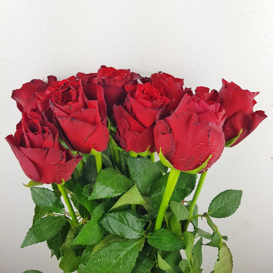 Rose - Dark Red (10 Stems)