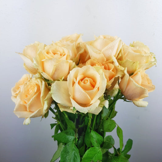 Rose - Peach Avalanche (10 Stems)