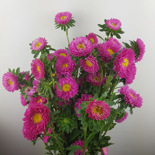 Aster - Bright Pink