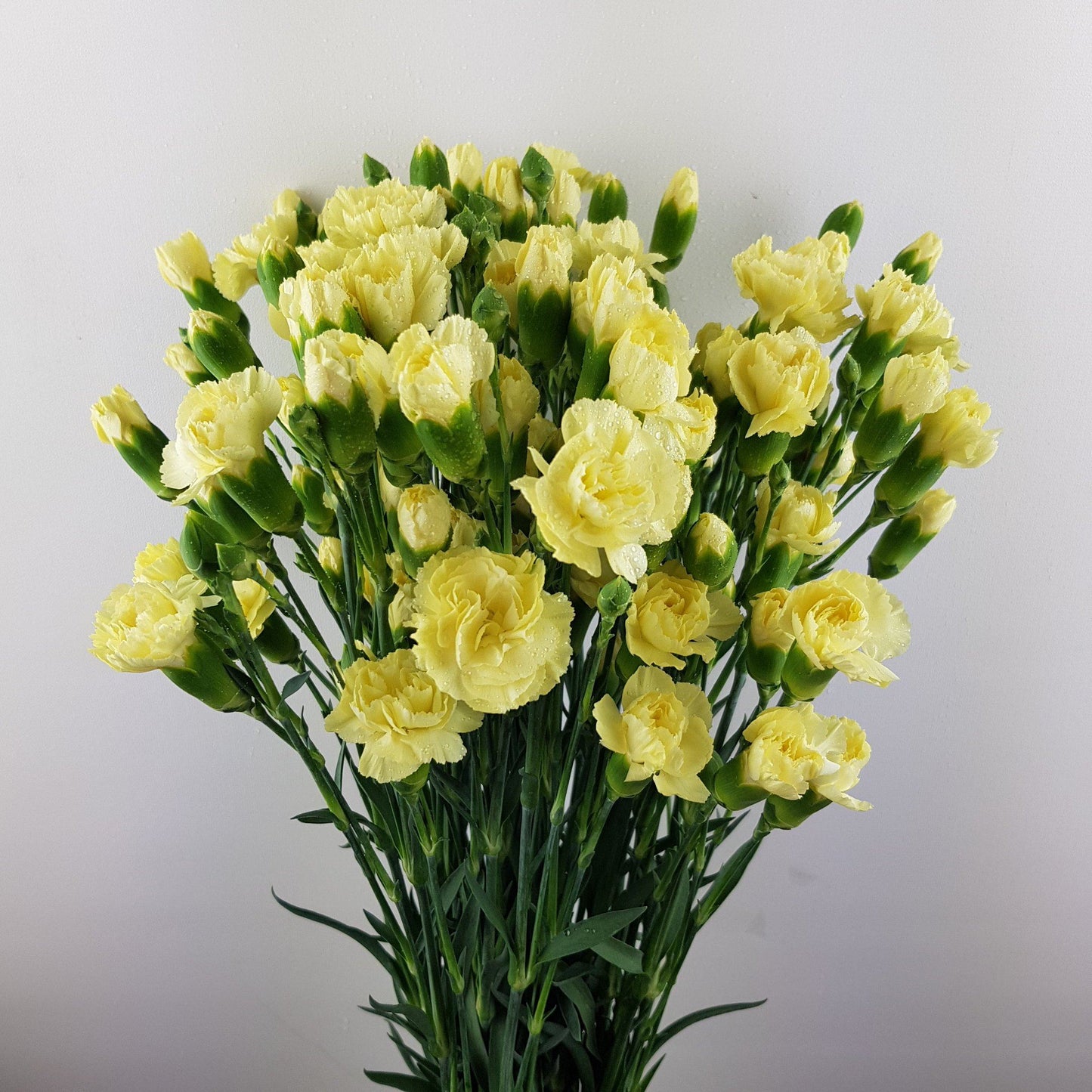 Spray Carnation - Light Yellow