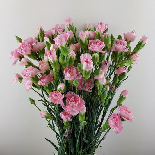 Spray Carnation - Light Pink