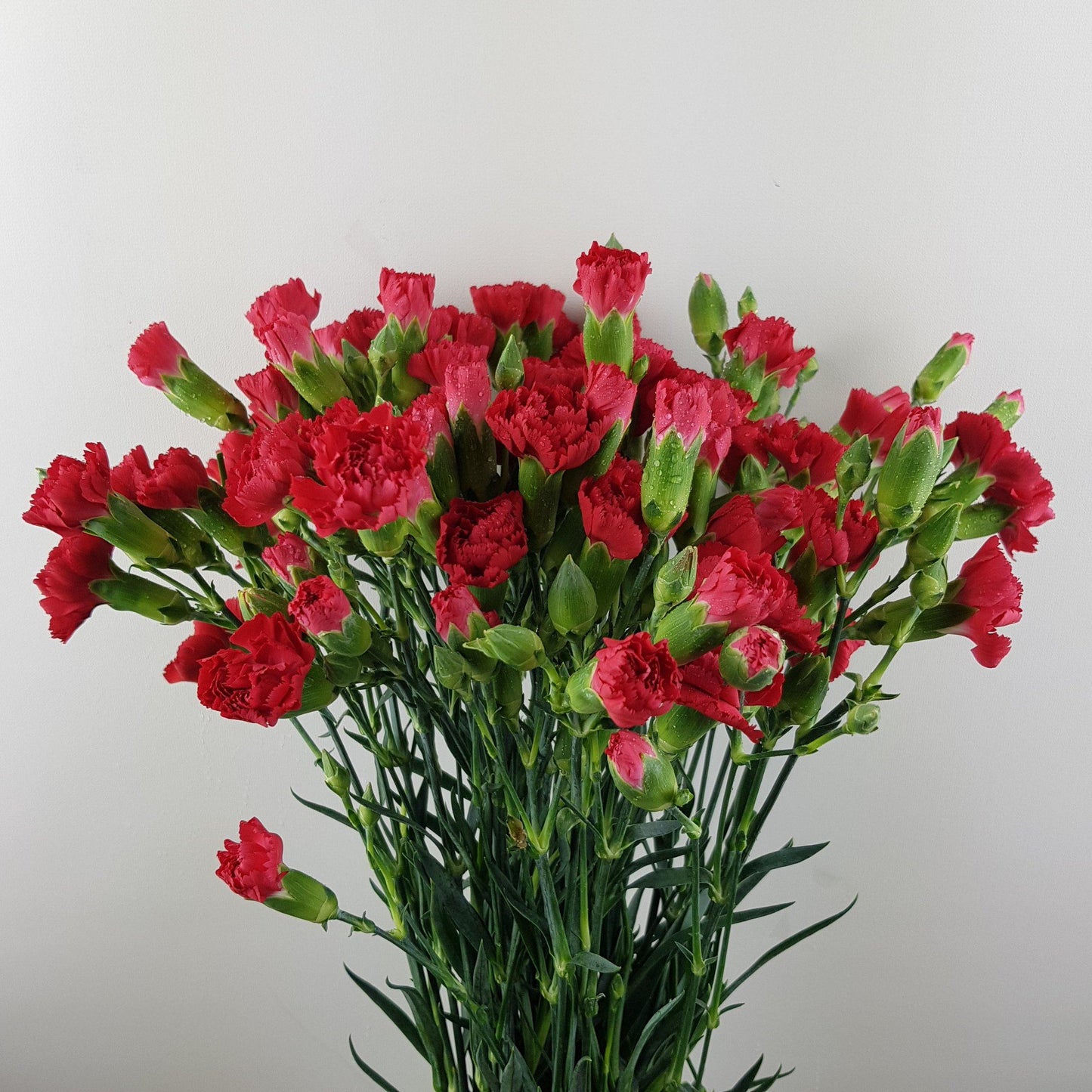 Spray Carnation - Red