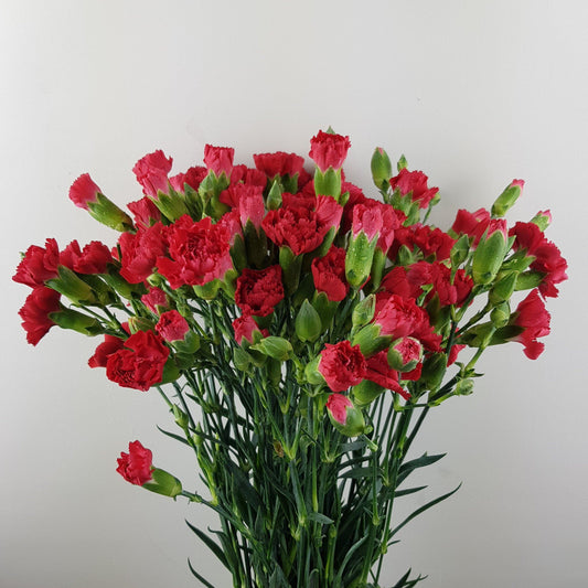 Fully Bloom Spray Carnation - Mix [Clearance Stock]