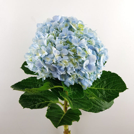 Hydrangea  - Blue