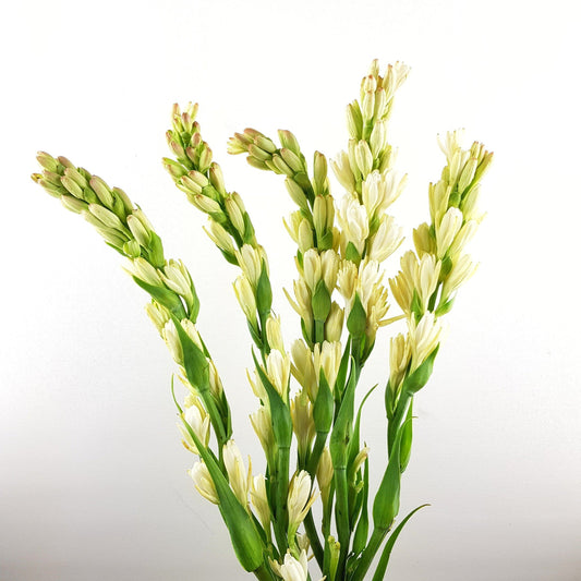 Tuberose