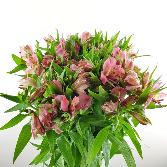 Alstroemeria - Pink