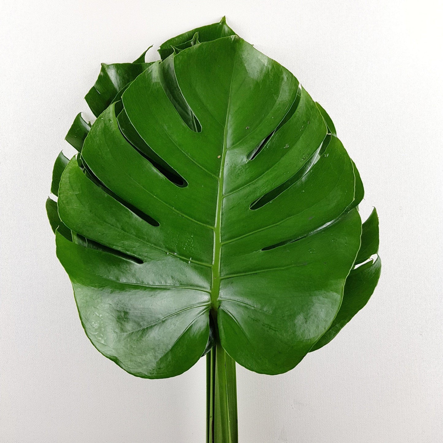 Monstera Leaf