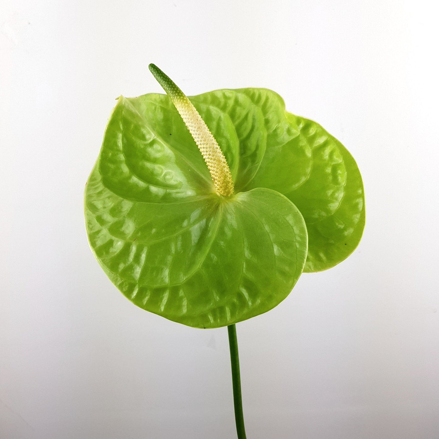 Anthurium - Green