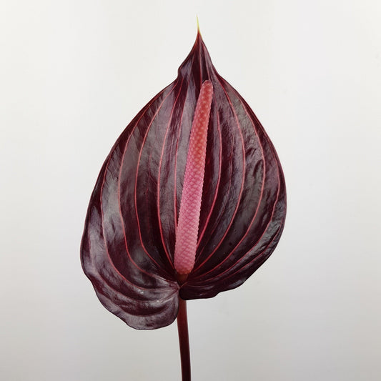 Anthurium - Maroon