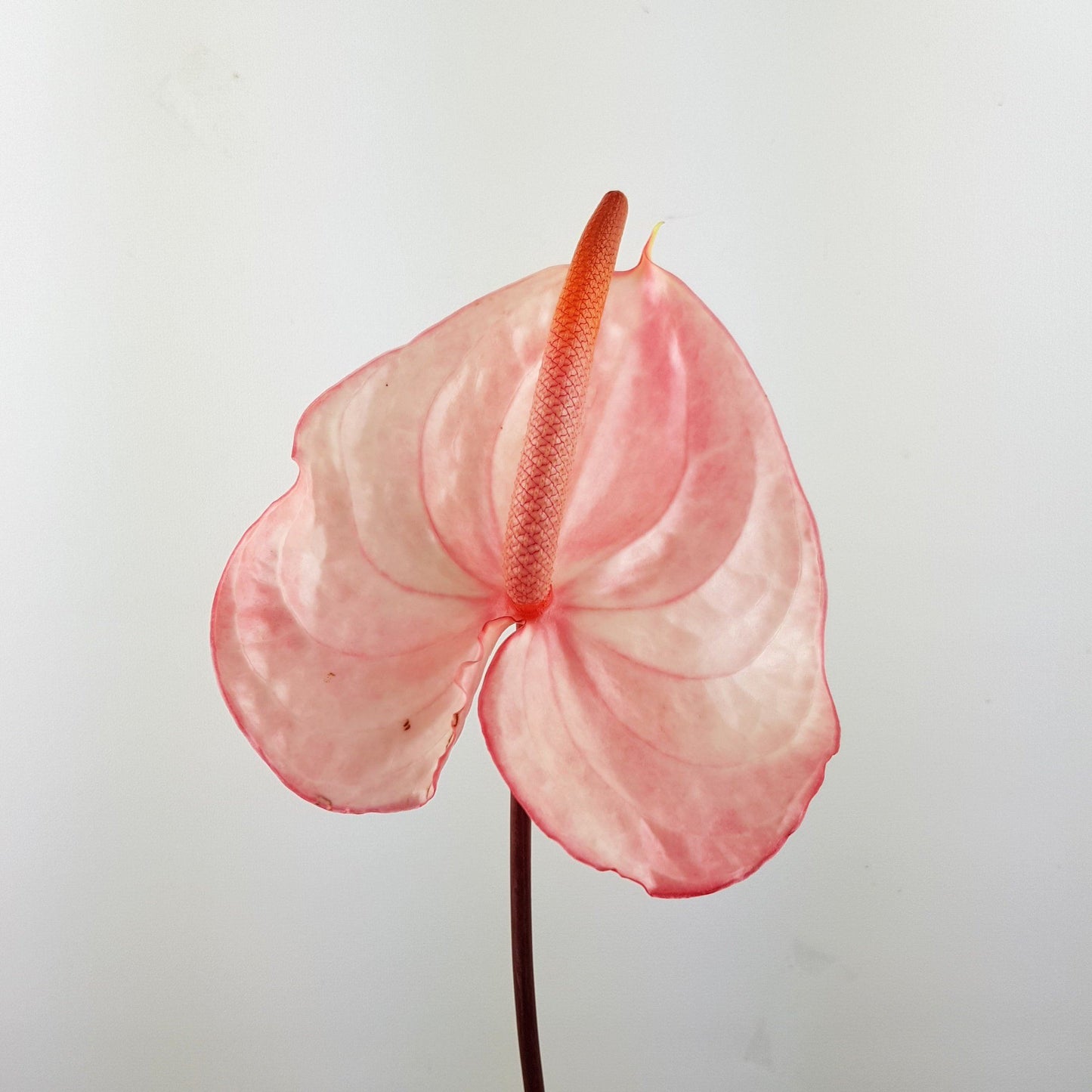 Anthurium- Light Pink